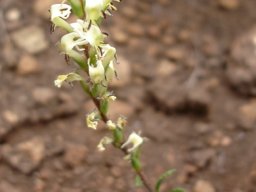 Hebenstretia dura flowers and stem leaves